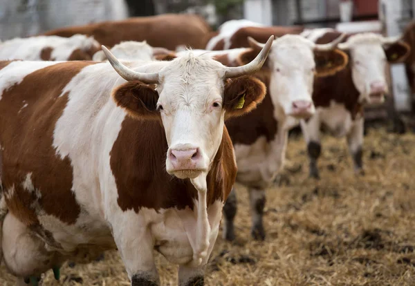 Simmental cows on ranch — Stock Photo, Image