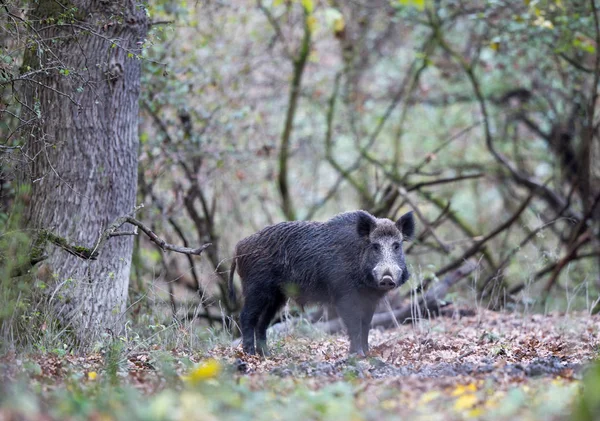 Wildschweine spazieren im Wald — Stockfoto