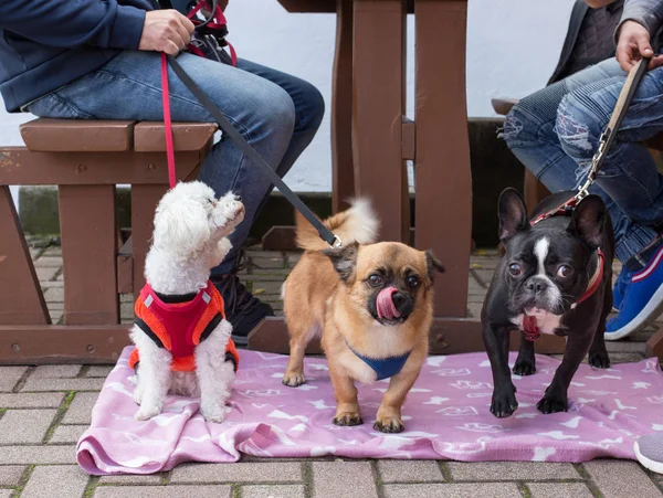 Hunde neben Restauranttisch mit Besitzern — Stockfoto