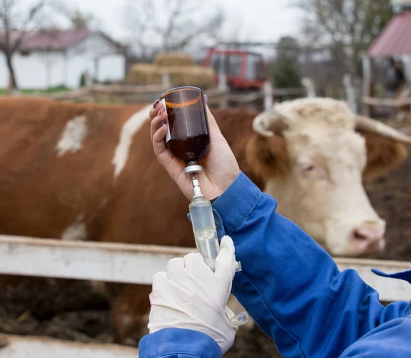 獣医師は牛にワクチンを与え — ストック写真