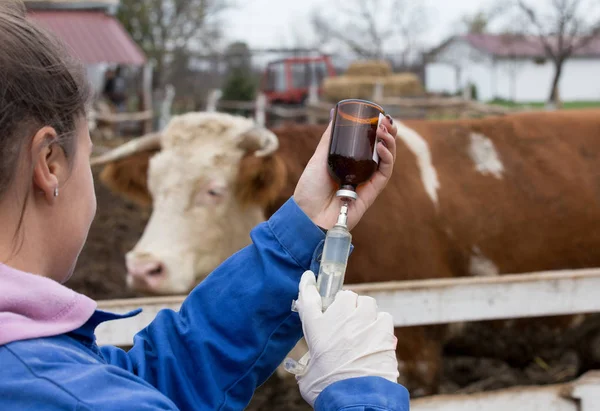 소에게 백신을 투여하는 수의사 — 스톡 사진