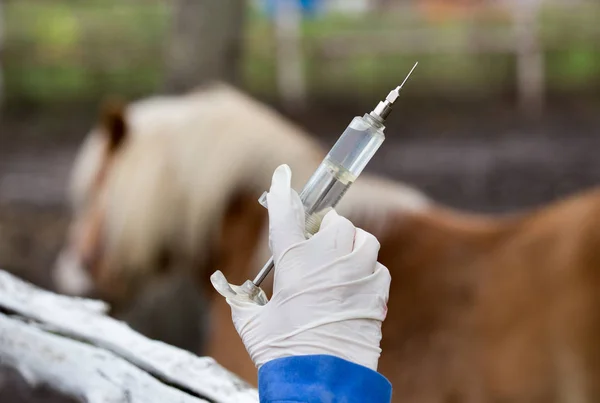 Veterinário que dá vacina a cavalo — Fotografia de Stock