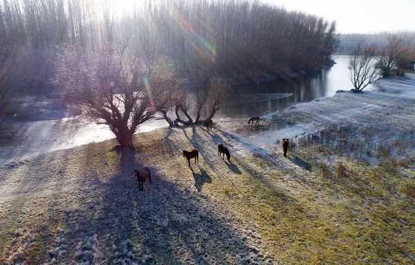 Horses in winter landscape beside river — Stock Photo, Image