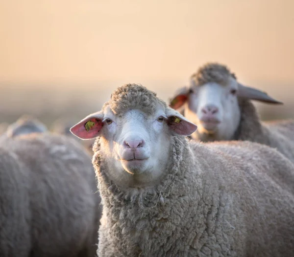 草地上羊群中的绵羊肖像画 — 图库照片