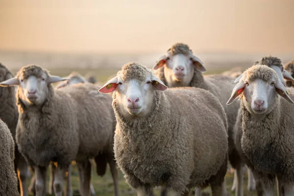 羊の肖像画-牧草地 — ストック写真