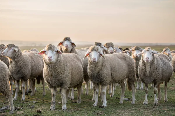 Sheep portrait in flock on meadow — Stock Photo, Image