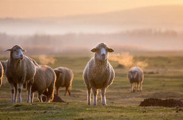 羊の肖像画-牧草地 — ストック写真