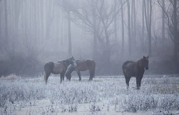Caballos salvajes en el bosque en la fría mañana de invierno —  Fotos de Stock