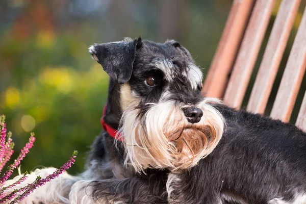 Perro acostado en la silla en el jardín — Foto de Stock