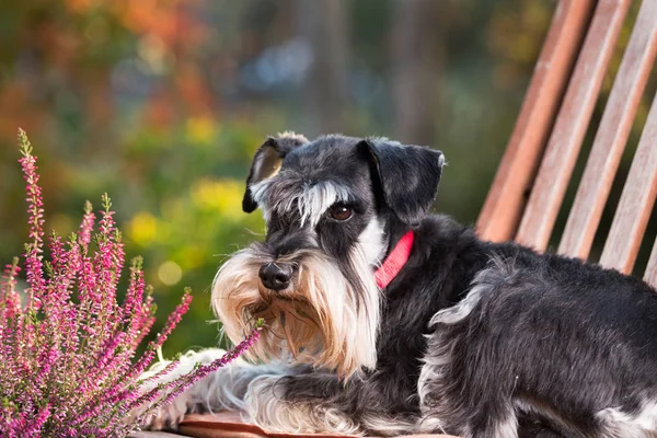 Dog lying on chair in garden — Stock Photo, Image