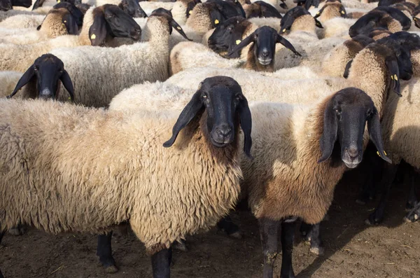 Black headed suffolk sheep on farm — Stockfoto