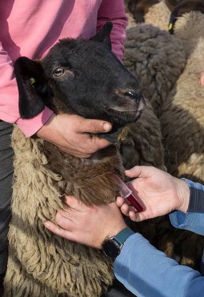 Toma de muestras de sangre de ovejas en la granja — Foto de Stock