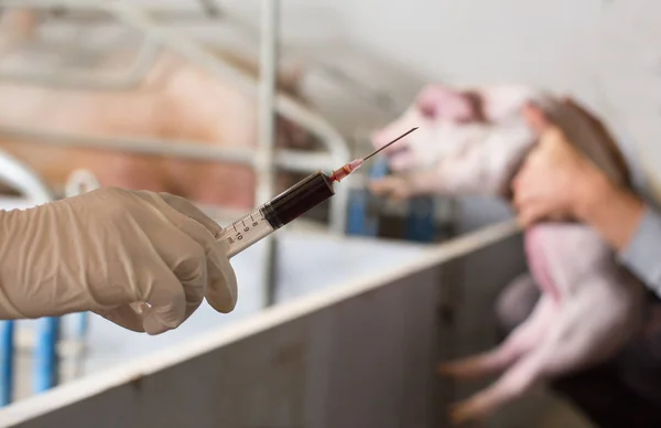 兽医给小猪注射疫苗 — 图库照片
