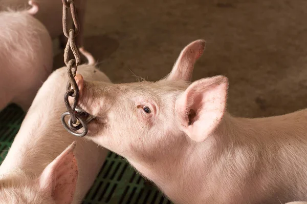 Piglet chewing chain in stable — Stockfoto