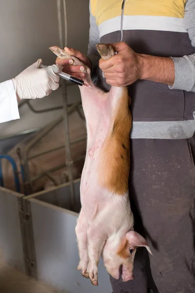 Ветеринар, дающий вакцину поросятам — стоковое фото