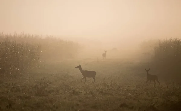 Stádo samic jelenů v lese za mlhavého rána — Stock fotografie