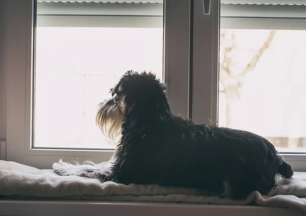 Dog looking throuh window — Stockfoto