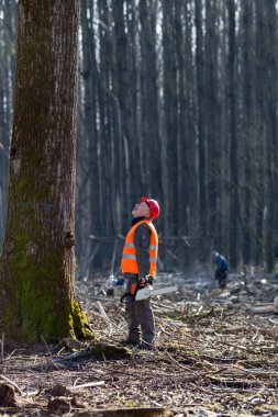 Lumberjack with chainsaw beside tree