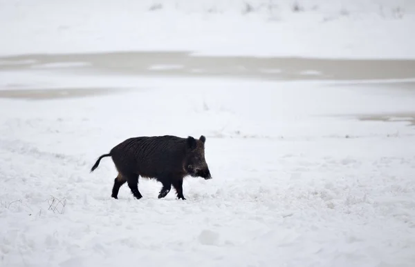 Javali selvagem andando na neve — Fotografia de Stock