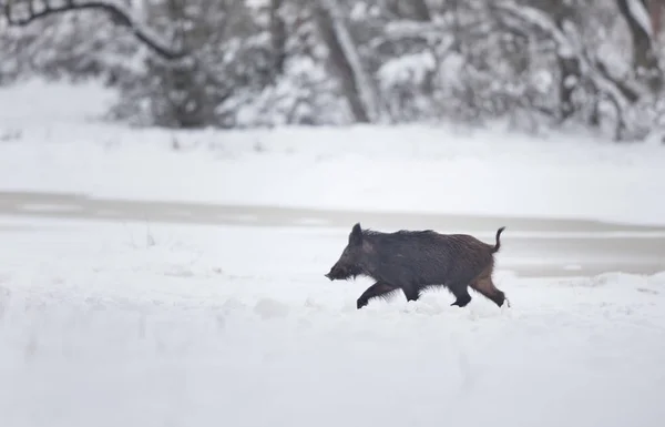 Javali selvagem andando na neve — Fotografia de Stock