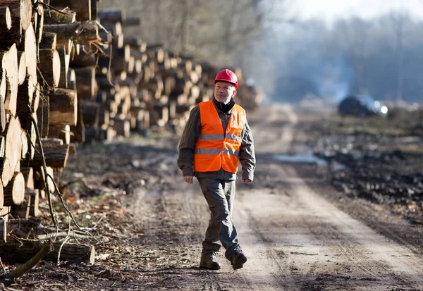 Engenheiro madeireiro ao lado de troncos de árvores — Fotografia de Stock