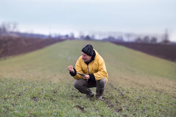 Landwirt mit Tablette im Weizenfeld im Winter — Stockfoto