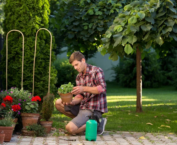 El hombre cuidando las plantas en el jardín —  Fotos de Stock