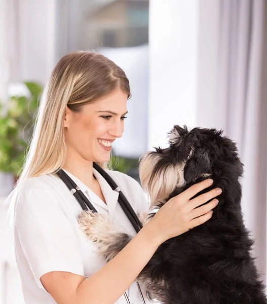 Mulher veterinário segurando cão — Fotografia de Stock