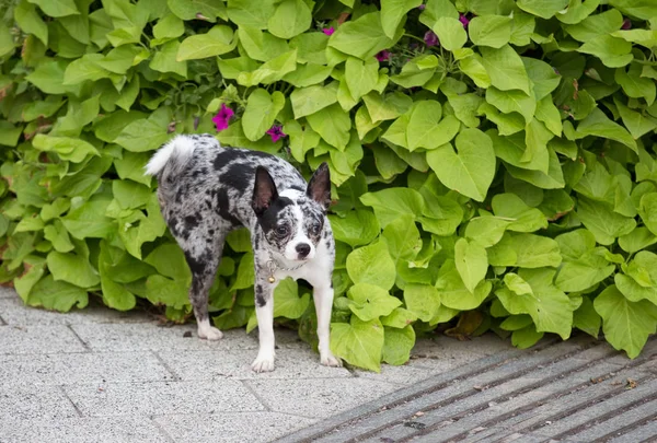 Dog urinating on flowers — Stok fotoğraf