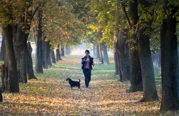 Genç Bir Kadın Güz Mevsiminde Parkta Köpeğini Gezdiren Minyatür Bir — Stok fotoğraf