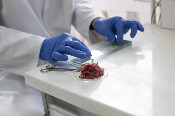 Närbild Veterinär Händer Förbereda Fläskkött Prover För Trikinkontroll — Stockfoto