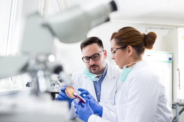 Two biologist man and woman looking at samples in petri dishes and talking in laboratory