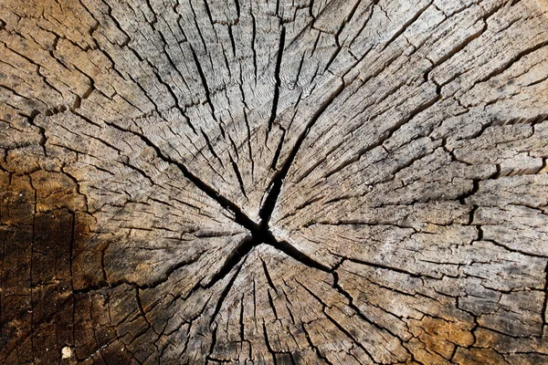 Wooden Rings Cracks Texture Close Old Dry Log — Stock Photo, Image