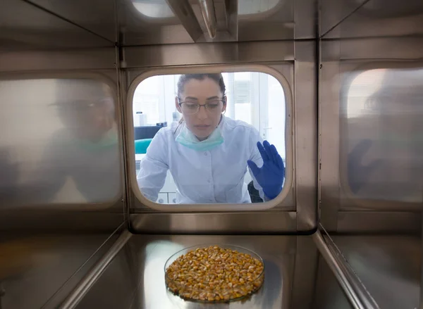 Agronomista Testando Grãos Milho Laboratório Atire Dentro Incubadora — Fotografia de Stock