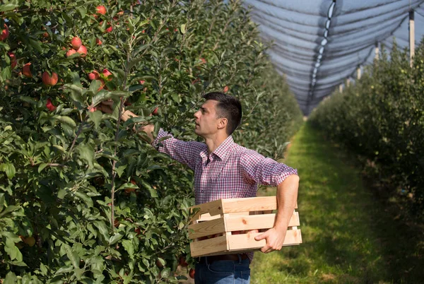 Schöner Bauer Erntet Reife Rote Äpfel Modernen Obstgarten — Stockfoto