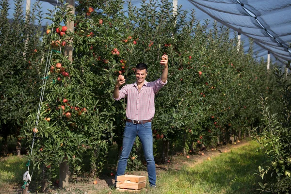 Agricultor Satisfecho Cosechando Manzanas Rojas Huerto Moderno Con Red Granizo — Foto de Stock