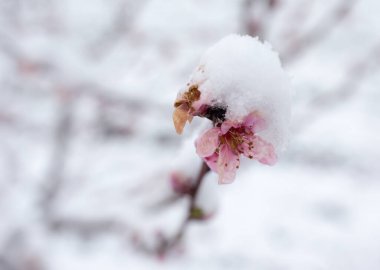 İlkbaharda karla kaplı meyve ağacına pembe çiçek yakın. Tarımda kötü hava etkisi