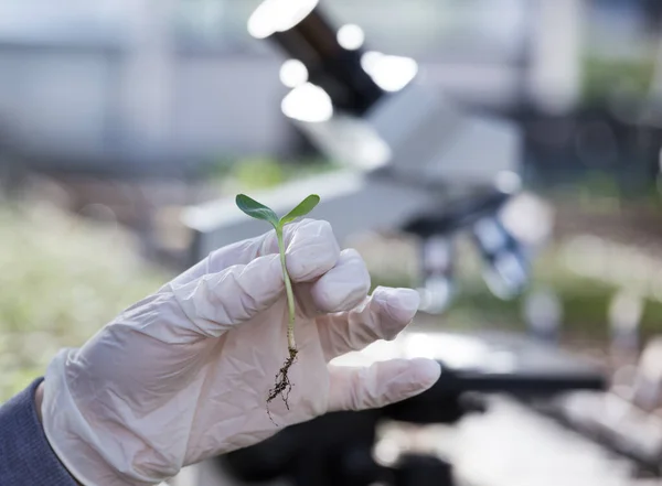 Закройте Руку Биолога Защитными Перчатками Держащими Росток Микроскопом Заднем Плане — стоковое фото