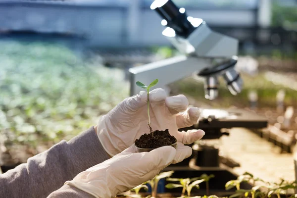 Biólogo Con Guantes Protectores Sosteniendo Placa Petri Con Tierra Planta — Foto de Stock