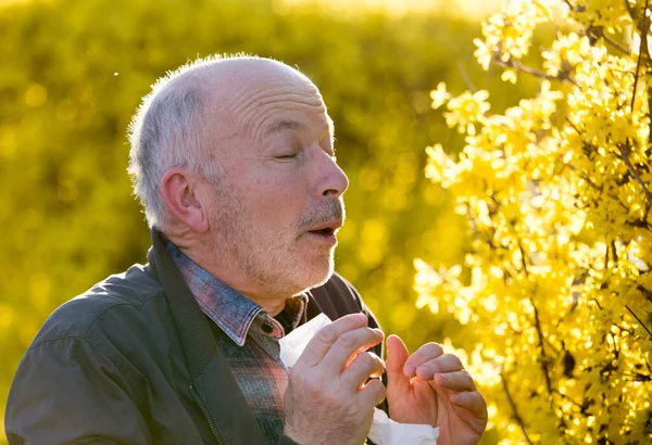 Retrato Hombre Mayor Estornudando Tejido Delante Del Árbol Alergia Primaveral —  Fotos de Stock
