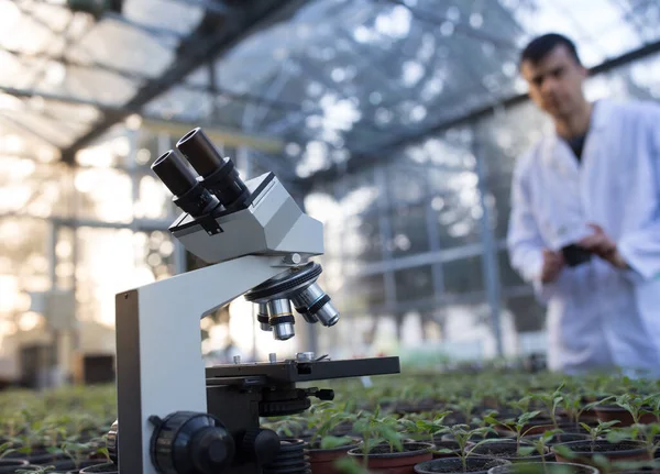 背景に苗を扱う生物学者と温室内の顕微鏡の閉鎖 — ストック写真