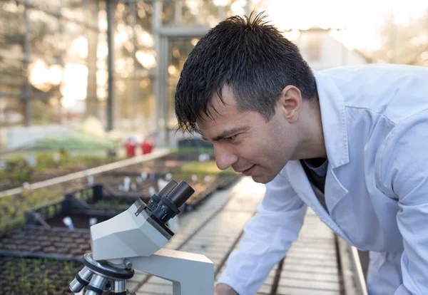 Agronomové Pracují Vzorky Mikroskopu Skleníku Koncepce Ochrany Rostlin Růstu — Stock fotografie