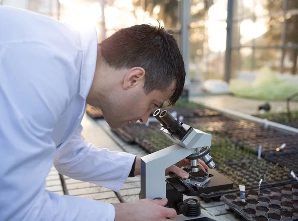 Agronomové Pracují Vzorky Mikroskopu Skleníku Koncepce Ochrany Rostlin Růstu — Stock fotografie