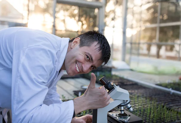 Zadowolony Biolog Patrzący Przez Mikroskop Pokazujący Kciuk Szklarni Kiełkami — Zdjęcie stockowe