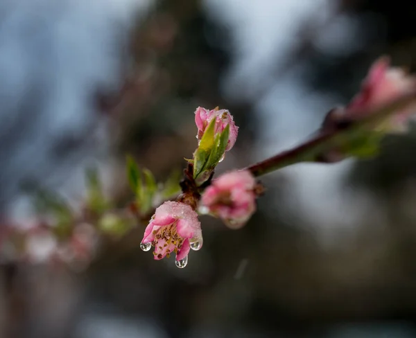 Närbild Rosa Blomma Fruktträd Med Droppar Smältande Snö Våren Dålig — Stockfoto