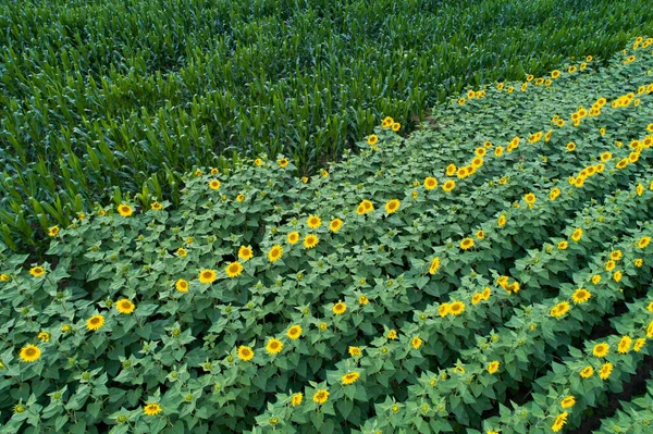 无人机夏初拍摄的向日葵和玉米地的空中图像 — 图库照片