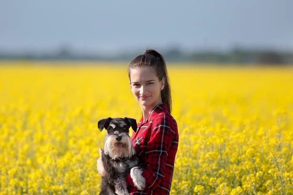 Menina Adolescente Bonita Segurando Schnauzer Miniatura Cão Bonito Colza Com — Fotografia de Stock