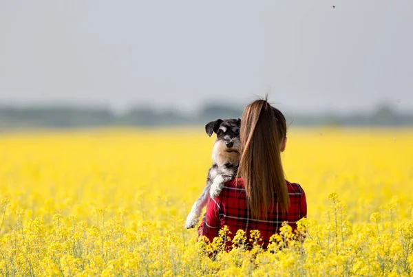 Hátsó Kilátás Csinos Tizenéves Lány Gazdaság Aranyos Kutya Miniatűr Schnauzer — Stock Fotó