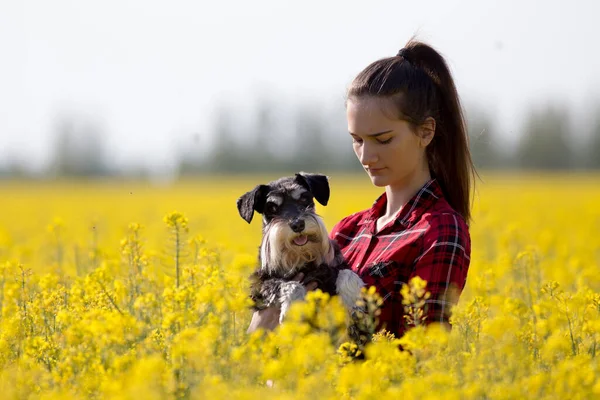 Pěkný Dospívající Dívka Držení Roztomilý Pes Miniaturní Knírač Rapeseed Žlutou — Stock fotografie