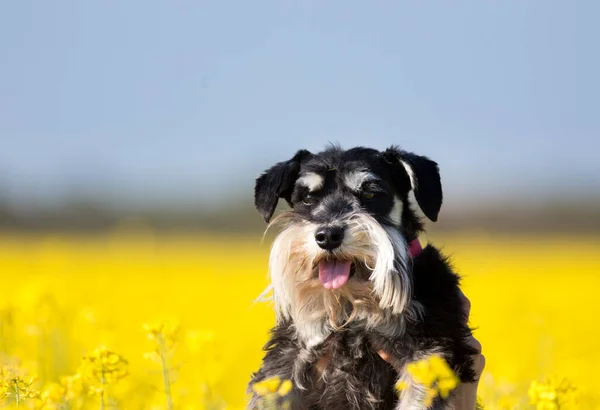 Cute Dog Blooming Rapeseed Field Yellow Flowers Springtime — Stock Photo, Image